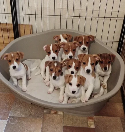 jack-russell-terrier-puppies-are-looking-for-a-new-home-in-orlando-florida-big-4