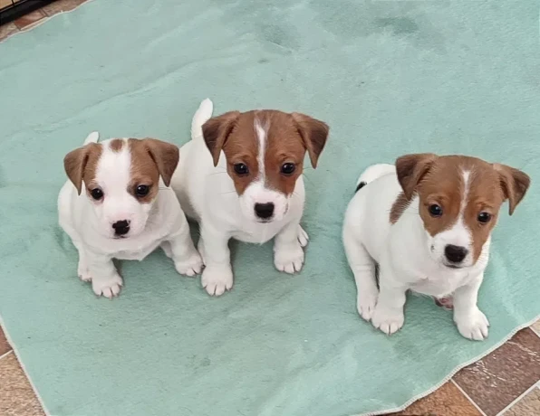 jack-russell-terrier-puppies-are-looking-for-a-new-home-in-orlando-florida-big-2