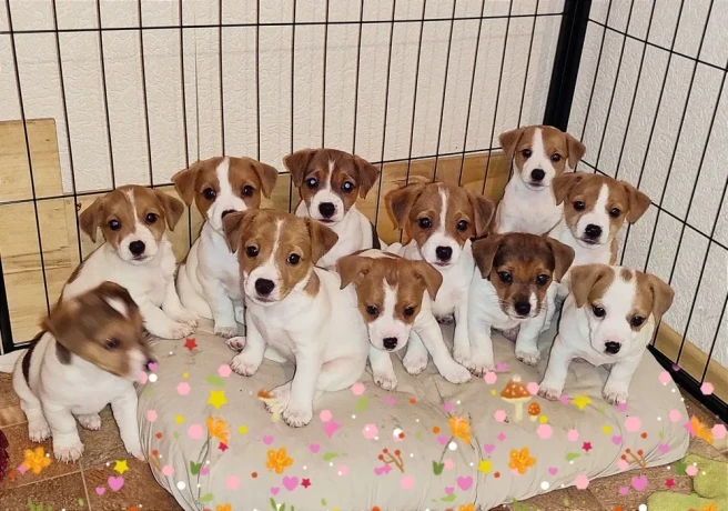 jack-russell-terrier-puppies-are-looking-for-a-new-home-in-orlando-florida-big-0