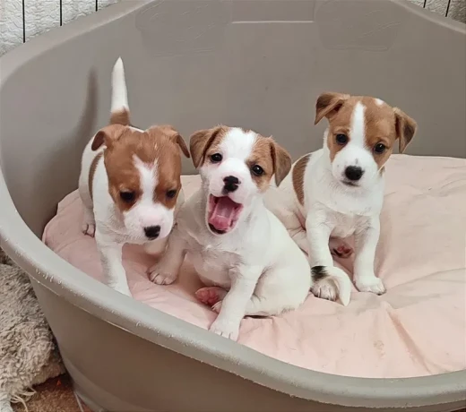 jack-russell-terrier-puppies-are-looking-for-a-new-home-in-orlando-florida-big-1