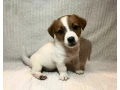 two-boys-and-1-girl-jack-russell-terrier-are-looking-for-their-owners-montana-small-3