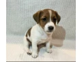 two-boys-and-1-girl-jack-russell-terrier-are-looking-for-their-owners-montana-small-2