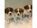 two-boys-and-1-girl-jack-russell-terrier-are-looking-for-their-owners-montana-small-0