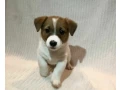 two-boys-and-1-girl-jack-russell-terrier-are-looking-for-their-owners-montana-small-1