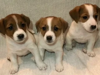 Two boys and 1 girl Jack Russell Terrier are looking for their owners. Montana.