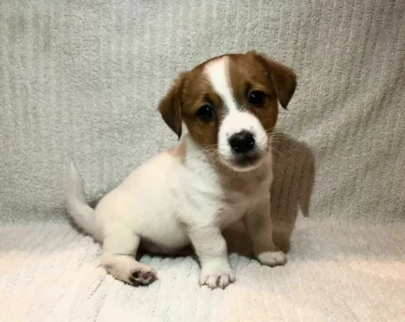 two-boys-and-1-girl-jack-russell-terrier-are-looking-for-their-owners-montana-big-3