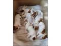 jack-russell-terrier-puppies-4-boys-1-girl-in-new-jersey-small-0