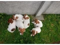 jack-russell-terrier-puppies-4-boys-1-girl-in-new-jersey-small-5