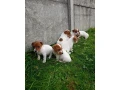 jack-russell-terrier-puppies-4-boys-1-girl-in-new-jersey-small-8