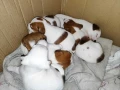 jack-russell-terrier-puppies-4-boys-1-girl-in-new-jersey-small-3