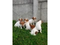 jack-russell-terrier-puppies-4-boys-1-girl-in-new-jersey-small-4