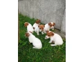 jack-russell-terrier-puppies-4-boys-1-girl-in-new-jersey-small-6