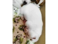 jack-russell-terrier-puppies-4-boys-1-girl-in-new-jersey-small-2