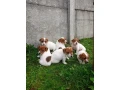 jack-russell-terrier-puppies-4-boys-1-girl-in-new-jersey-small-7