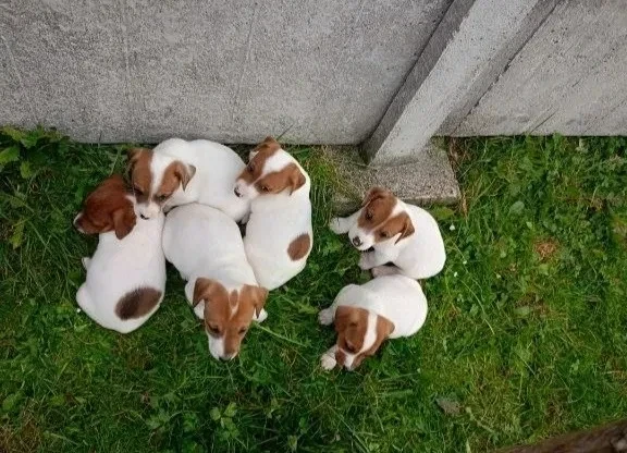 jack-russell-terrier-puppies-4-boys-1-girl-in-new-jersey-big-5