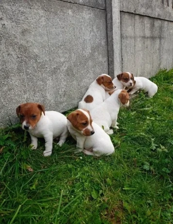 jack-russell-terrier-puppies-4-boys-1-girl-in-new-jersey-big-8