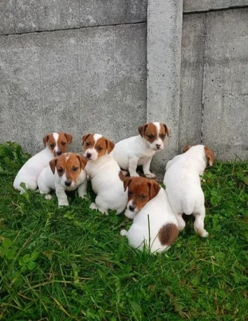 jack-russell-terrier-puppies-4-boys-1-girl-in-new-jersey-big-4