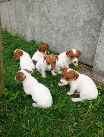 jack-russell-terrier-puppies-4-boys-1-girl-in-new-jersey-big-6