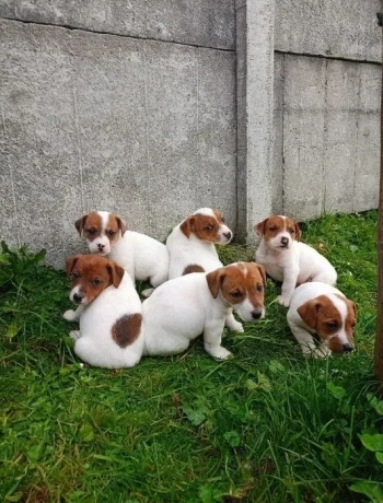 jack-russell-terrier-puppies-4-boys-1-girl-in-new-jersey-big-7