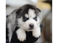 the-siberian-husky-girl-is-ready-to-go-home-small-1