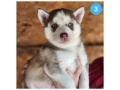 siberian-husky-puppies-are-looking-for-a-home-in-atlanta-small-2