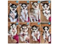 siberian-husky-puppies-are-looking-for-a-home-in-atlanta-small-0