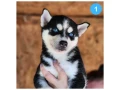 siberian-husky-puppies-are-looking-for-a-home-in-atlanta-small-6