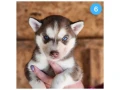 siberian-husky-puppies-are-looking-for-a-home-in-atlanta-small-5