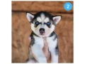 siberian-husky-puppies-are-looking-for-a-home-in-atlanta-small-1