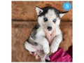 siberian-husky-puppies-are-looking-for-a-home-in-atlanta-small-4