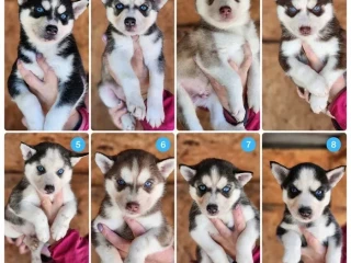 Siberian Husky puppies are looking for a home in Atlanta