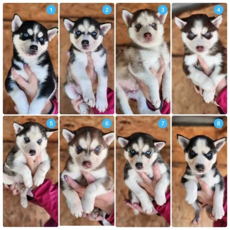 siberian-husky-puppies-are-looking-for-a-home-in-atlanta-big-0