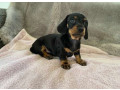 dachshund-puppies-ready-to-go-home-small-3