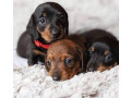 dachshund-puppies-ready-to-go-home-small-0