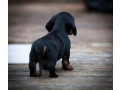 dachshund-puppies-ready-to-go-home-small-2