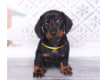 dachshund-puppies-ready-to-go-home-small-1