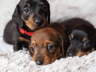 Dachshund puppies ready to go home