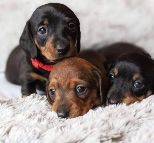 dachshund-puppies-ready-to-go-home-big-0