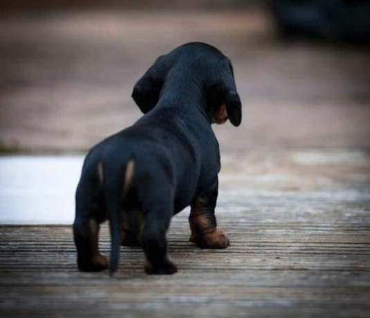 dachshund-puppies-ready-to-go-home-big-2