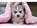 siberian-husky-puppies-small-3