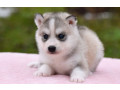 siberian-husky-puppies-small-0