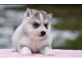 siberian-husky-puppies-small-1