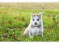 siberian-husky-puppies-small-2