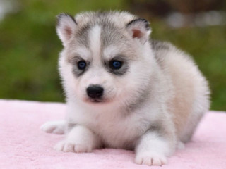 Siberian Husky Puppies