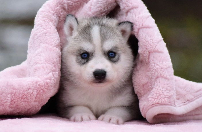 siberian-husky-puppies-big-3