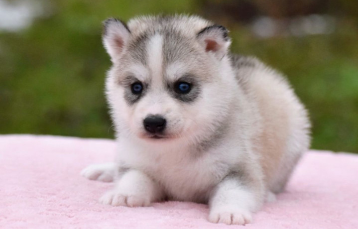 siberian-husky-puppies-big-0