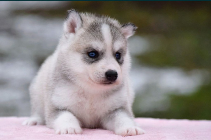 siberian-husky-puppies-big-1