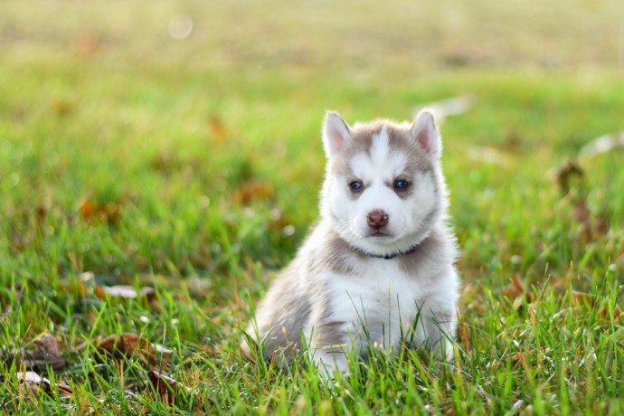 siberian-husky-puppies-big-2