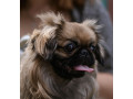 pekingese-puppy-martin-is-looking-for-his-forever-home-12-weeks-old-small-1