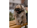 pekingese-puppy-martin-is-looking-for-his-forever-home-12-weeks-old-small-2